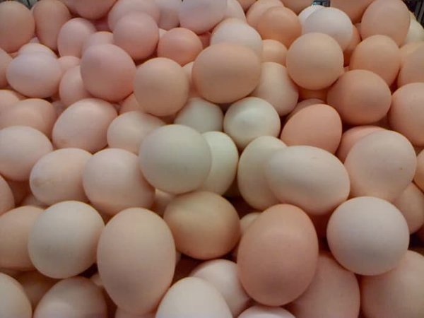 Detail Download Gambar Telur Ayam Nomer 32