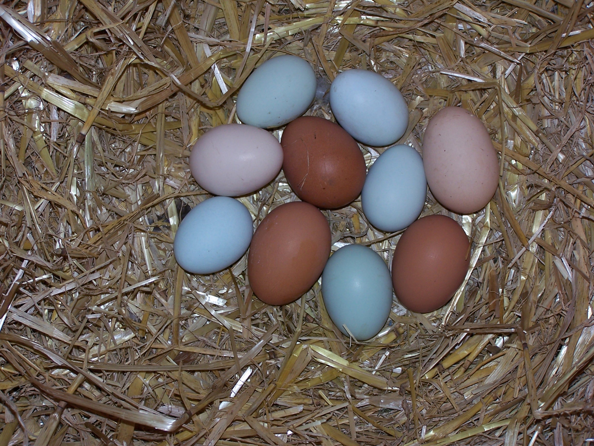 Detail Download Gambar Telur Ayam Nomer 34