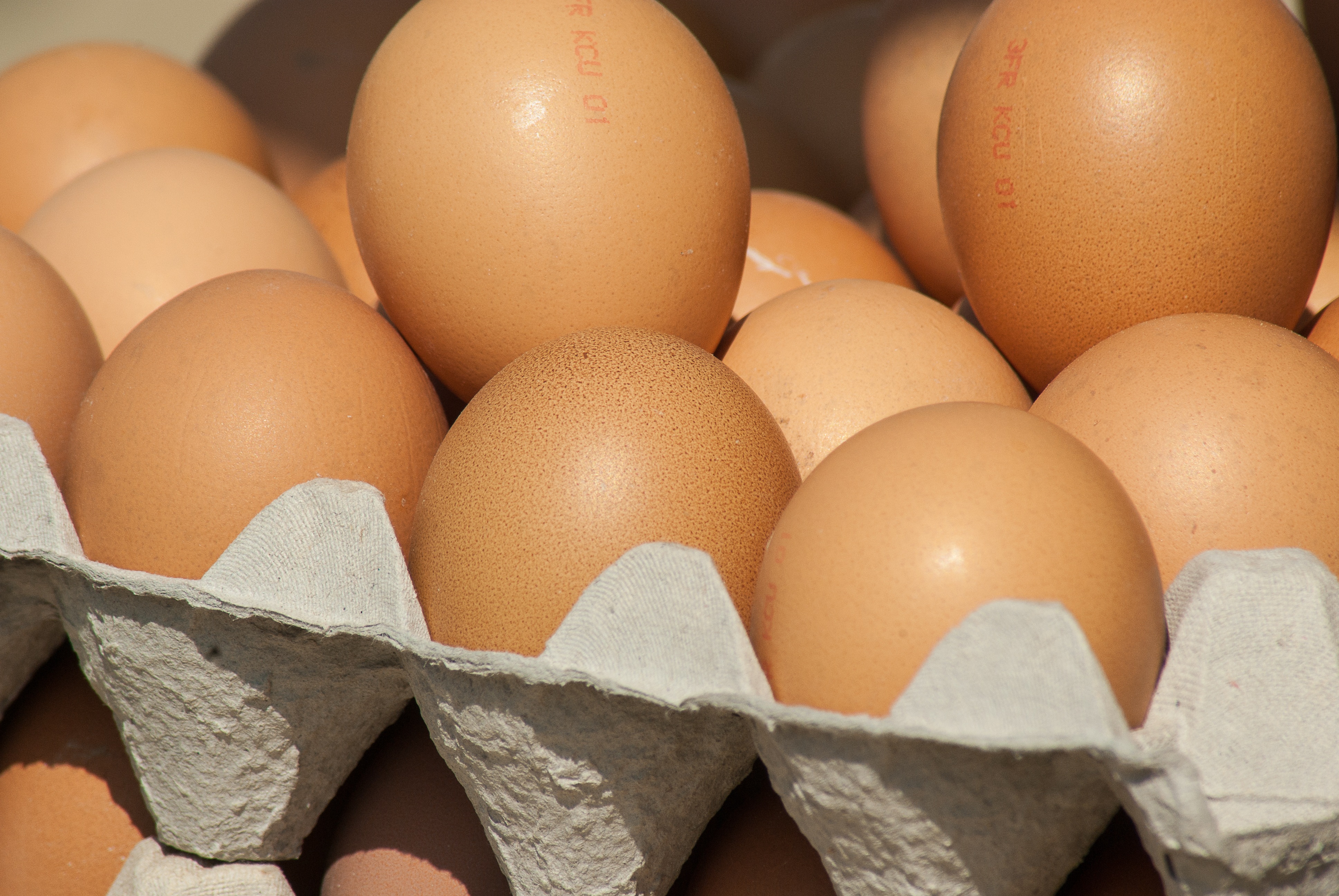 Detail Download Gambar Telur Ayam Nomer 35