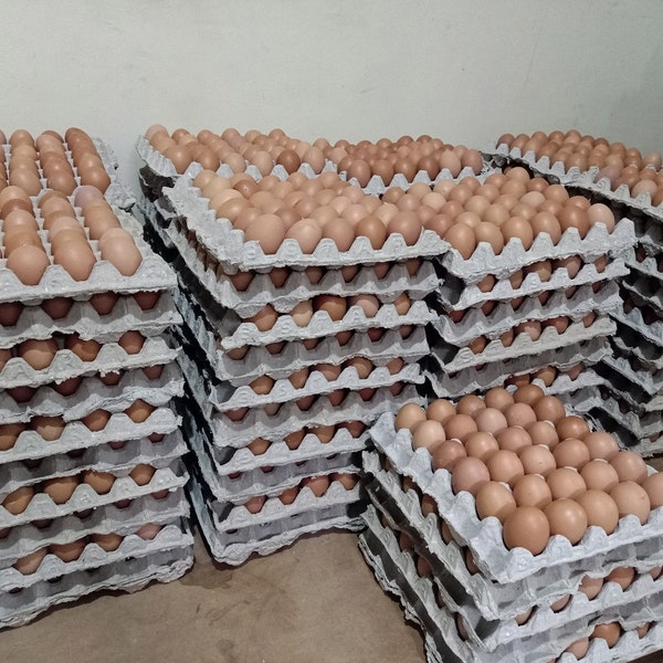 Detail Download Gambar Telur Ayam Nomer 36