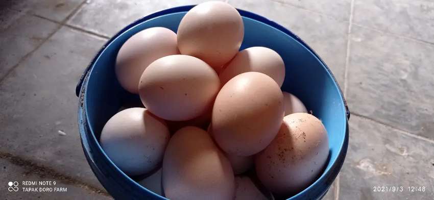 Detail Download Gambar Telur Ayam Nomer 38
