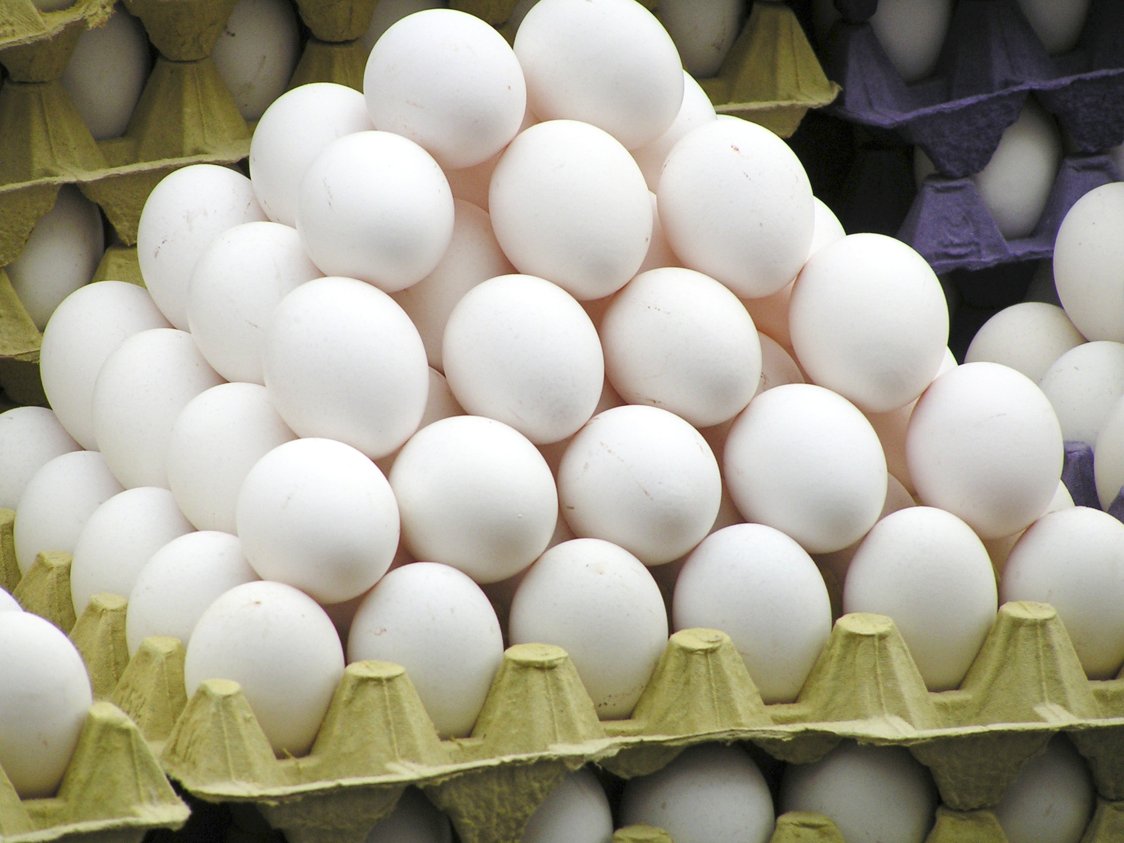 Detail Download Gambar Telur Ayam Nomer 44