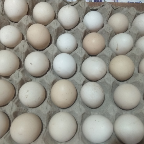 Detail Download Gambar Telur Ayam Nomer 50
