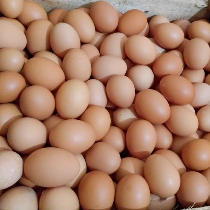 Detail Download Gambar Telur Ayam Nomer 10