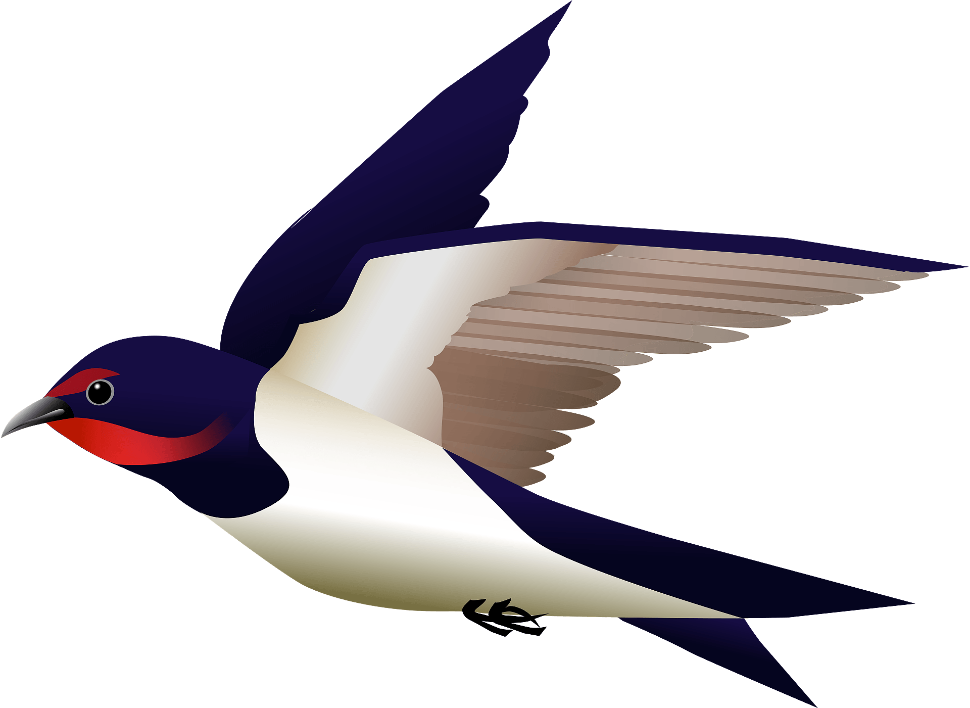 Detail Swallow Clipart Nomer 3