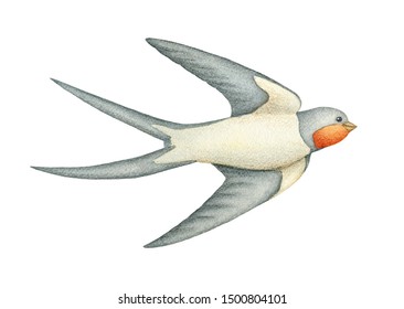 Detail Swallow Clipart Nomer 26