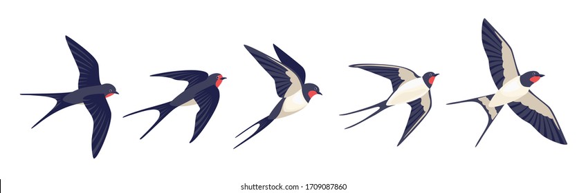 Detail Swallow Clipart Nomer 36