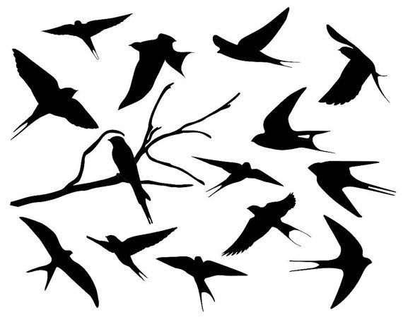 Detail Swallow Clipart Nomer 47