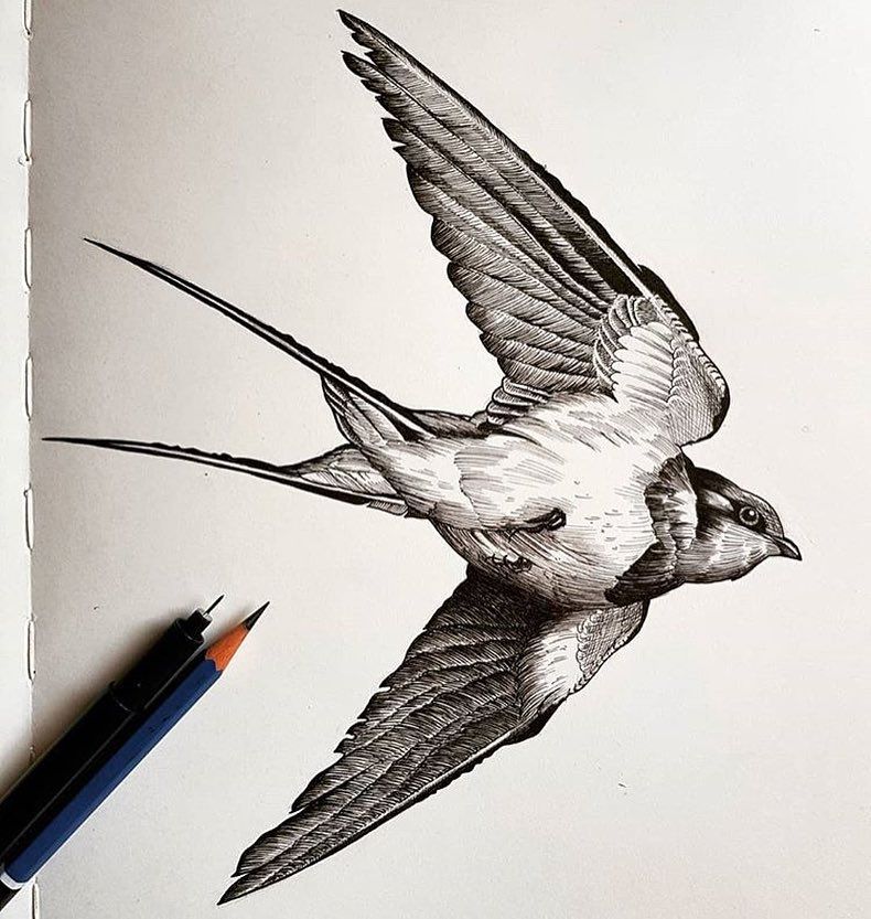 Detail Swallow Design Nomer 13