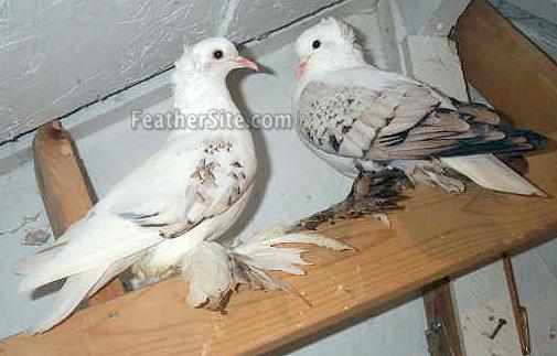 Swallow Pigeons For Sale - KibrisPDR