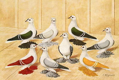 Detail Swallow Pigeons For Sale Nomer 20