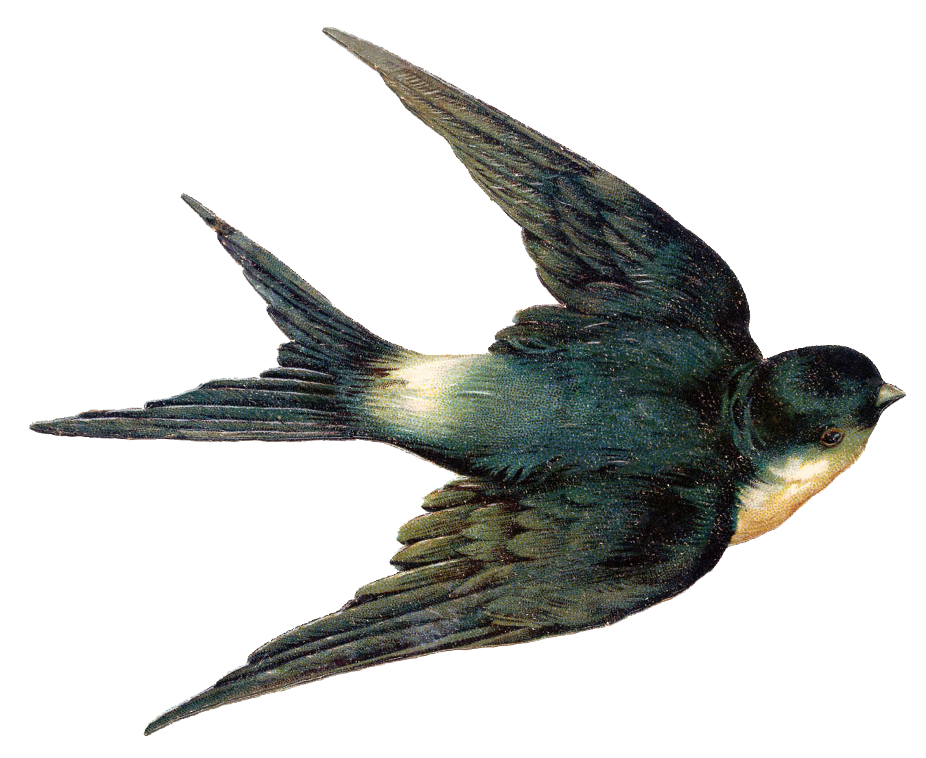 Swallow Png - KibrisPDR