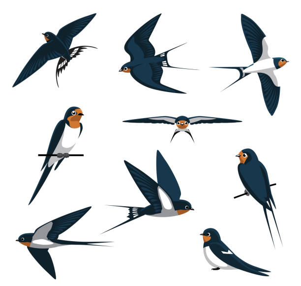 Download Swallows Clipart Nomer 11