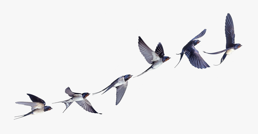 Detail Swallows Clipart Nomer 22