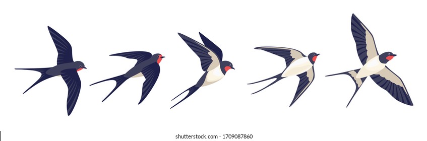 Detail Swallows Clipart Nomer 24