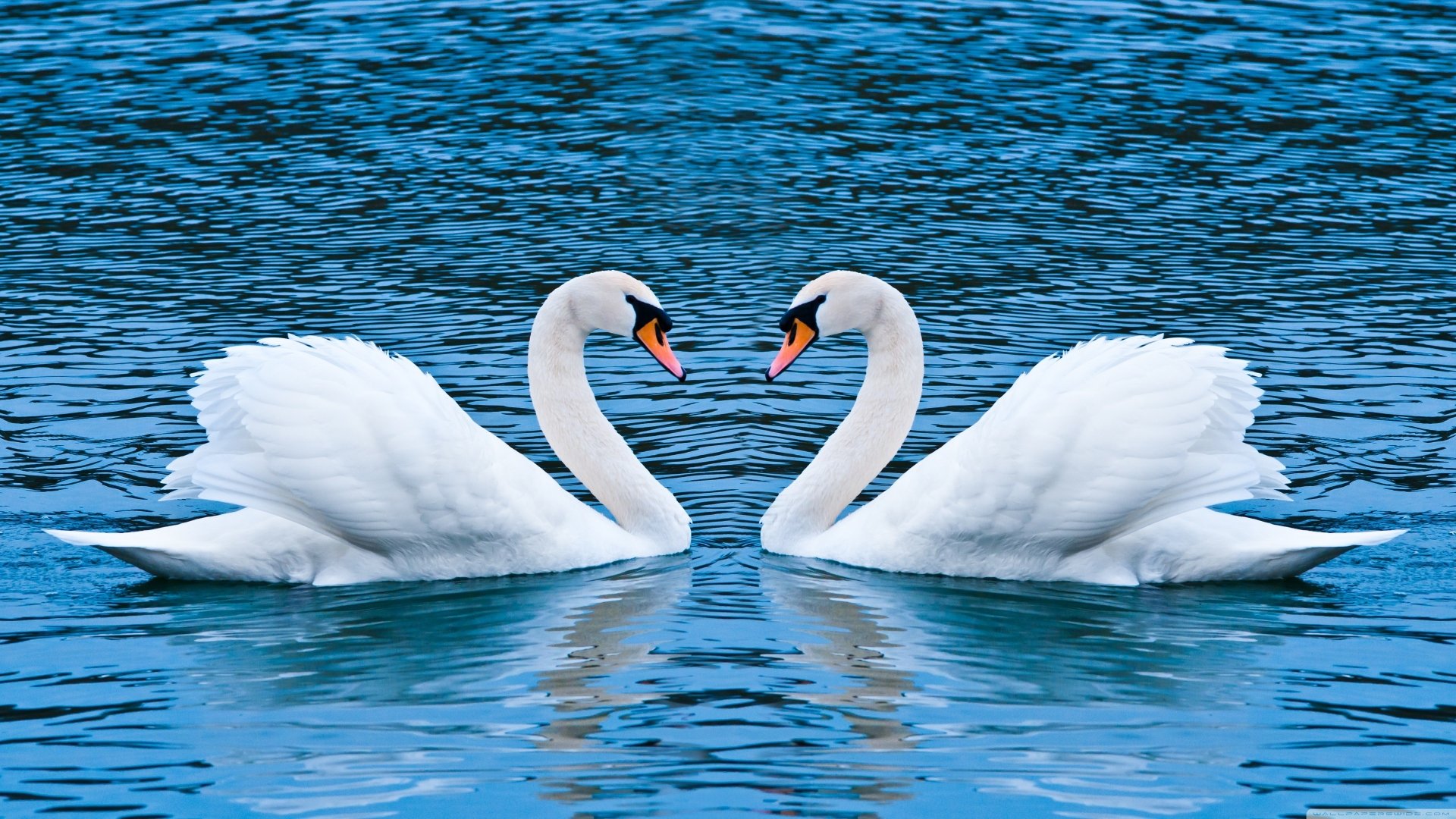 Detail Swan Bird Images Nomer 31