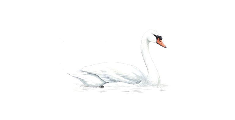 Detail Swan Bird Images Nomer 41