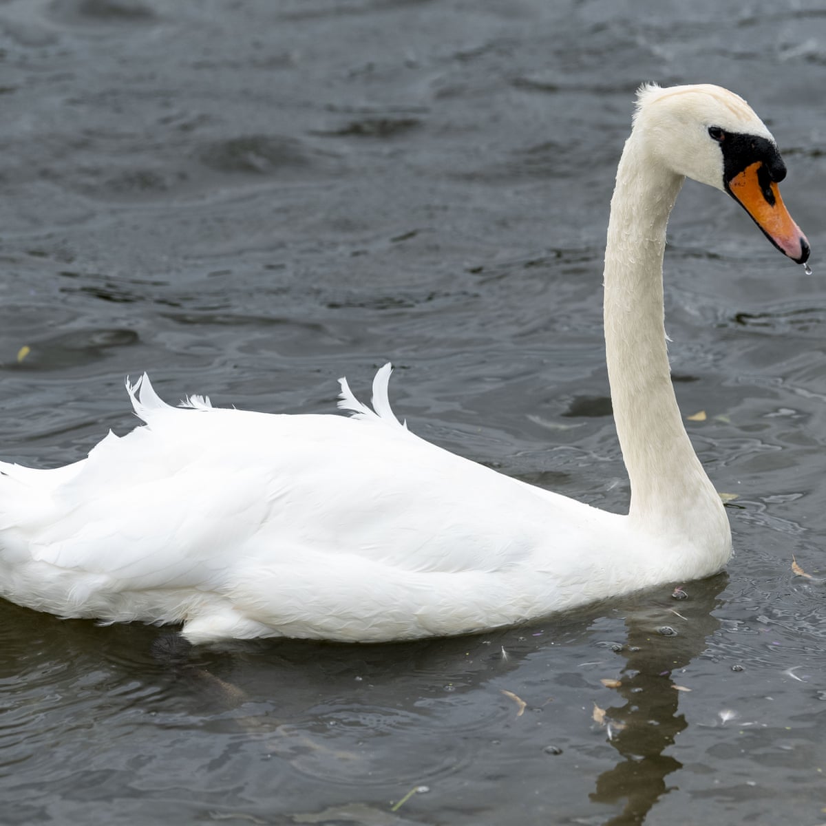 Swan Bird Picture - KibrisPDR