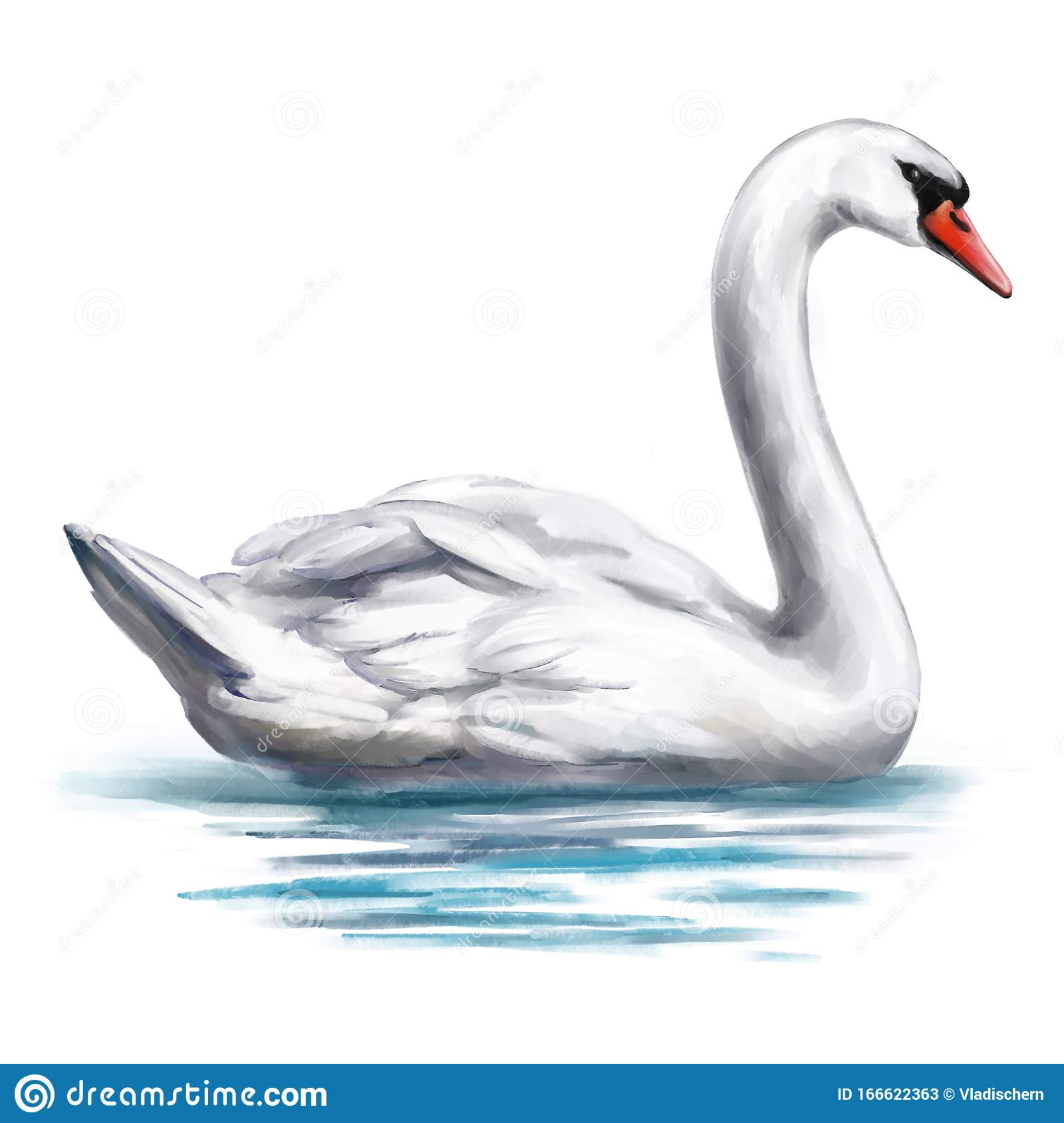 Detail Swan Bird Picture Nomer 38