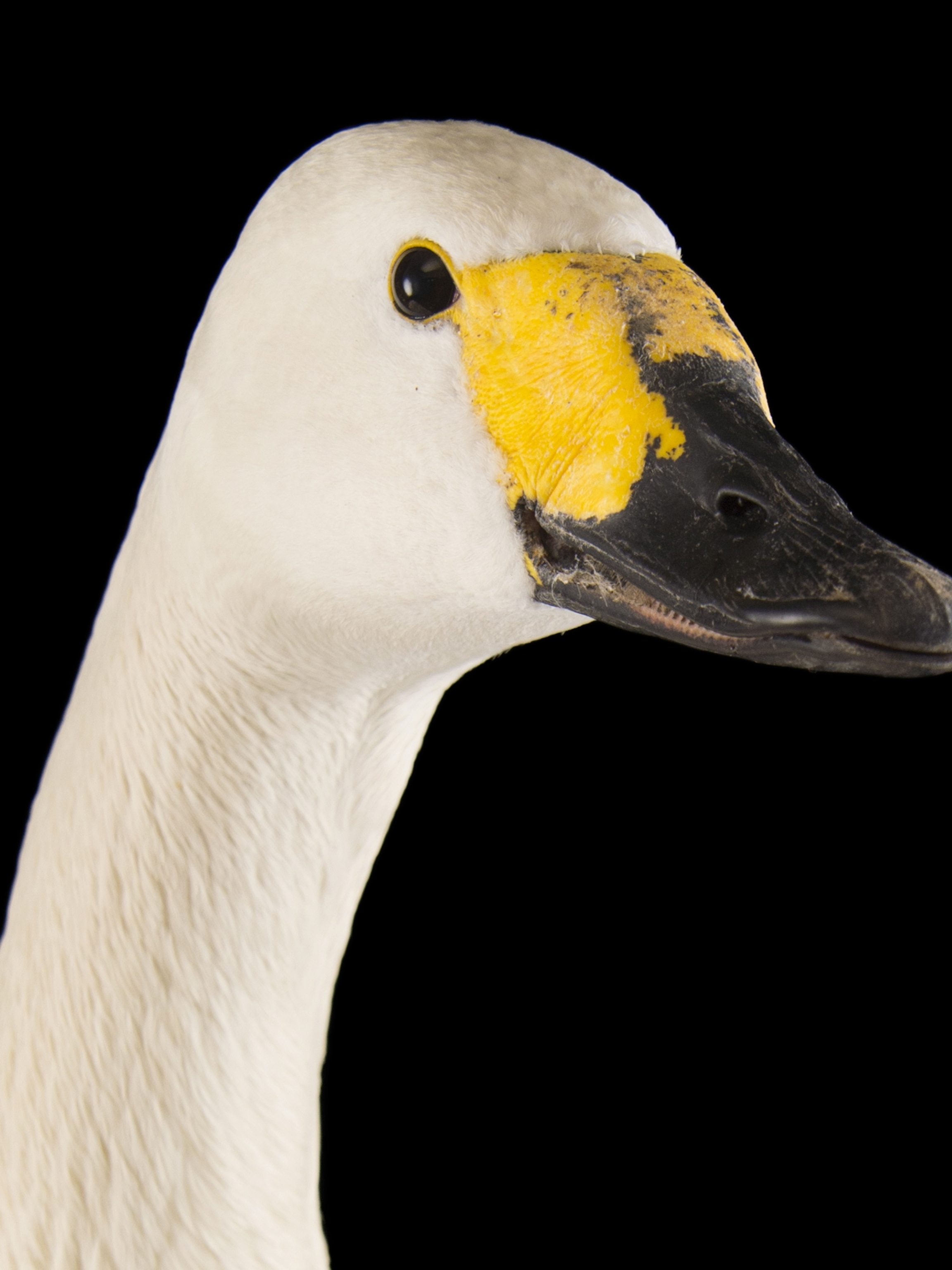 Detail Swan Bird Picture Nomer 40