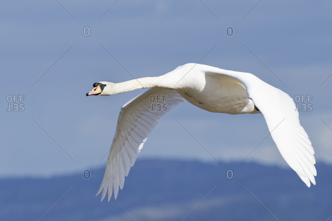 Swan Flying Images - KibrisPDR