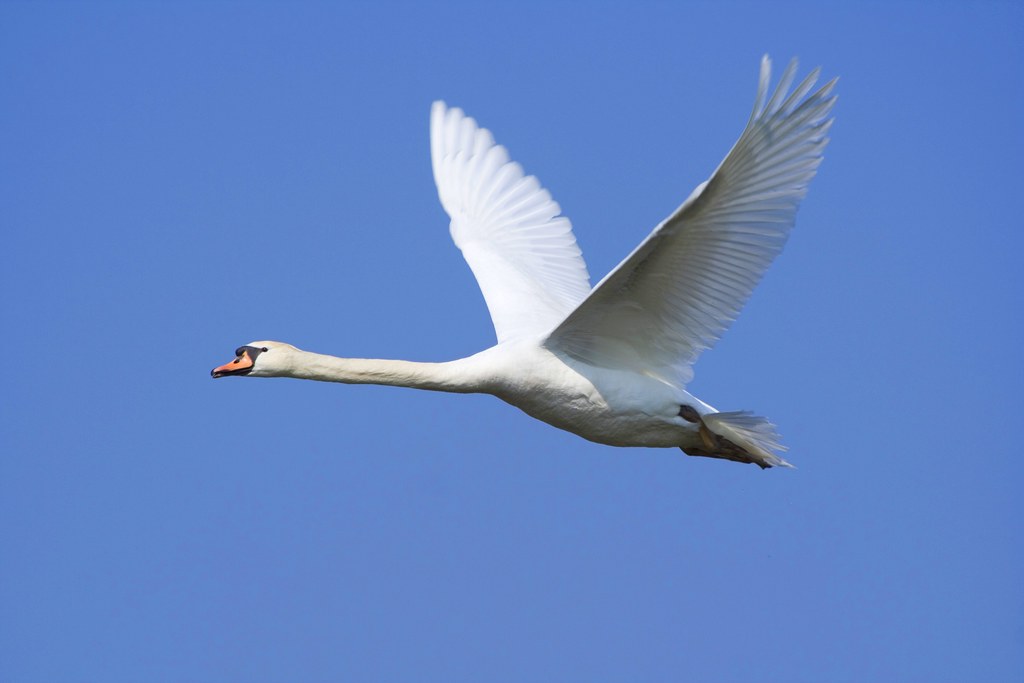 Detail Swan Flying Images Nomer 2