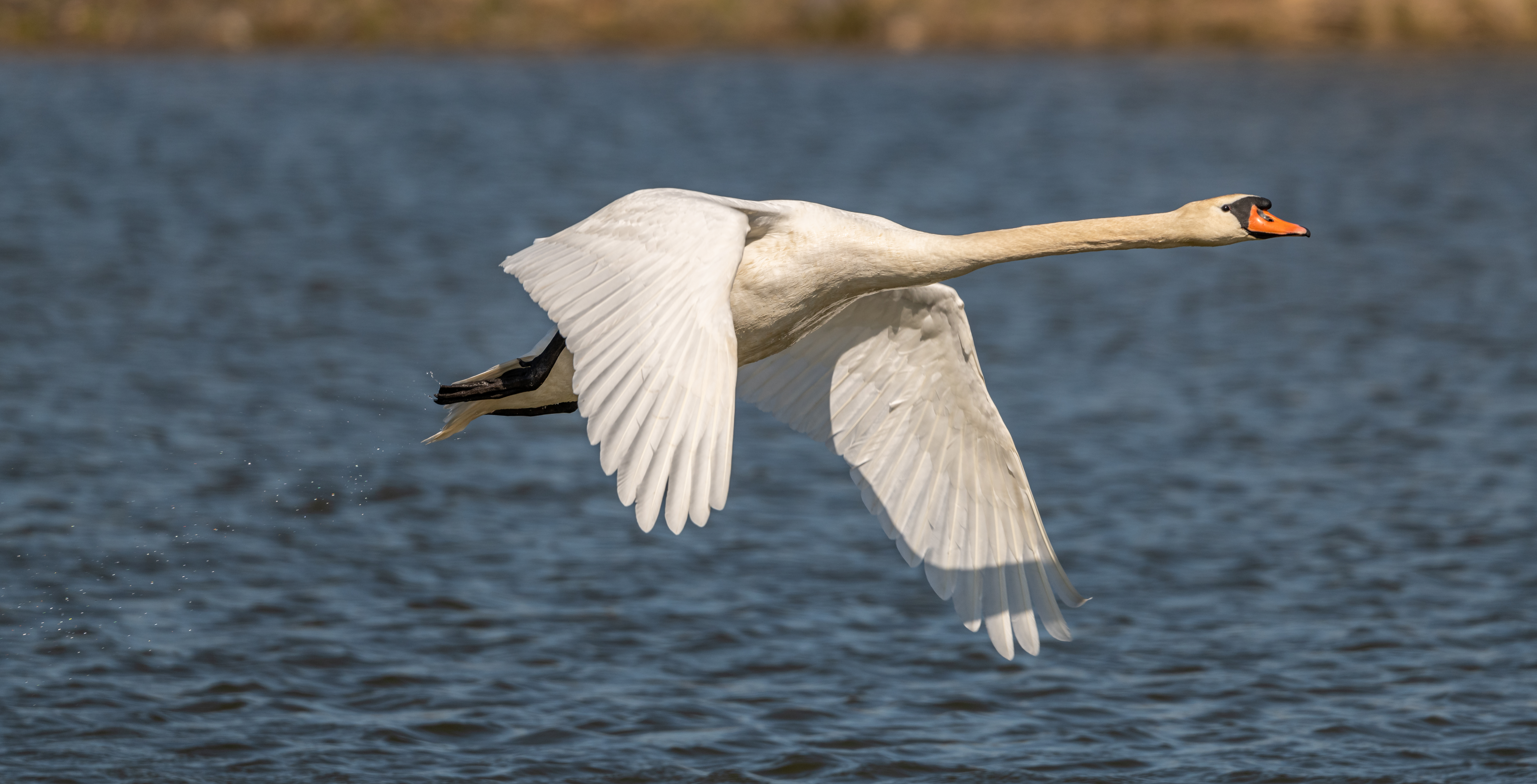 Detail Swan Flying Images Nomer 11