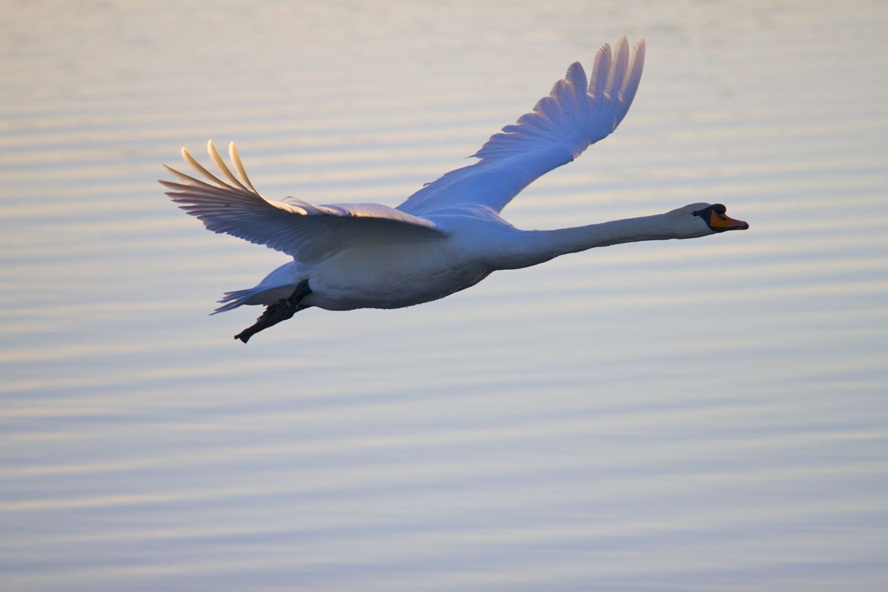 Detail Swan Flying Images Nomer 12