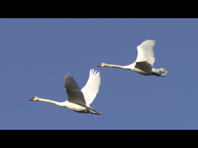 Detail Swan Flying Images Nomer 13