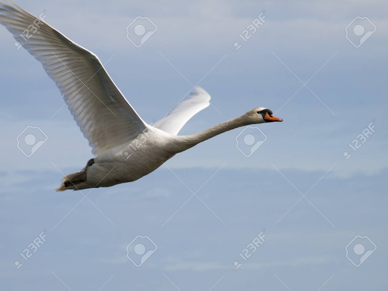 Detail Swan Flying Images Nomer 14