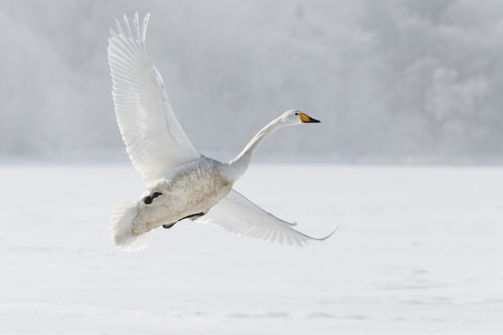 Detail Swan Flying Images Nomer 15