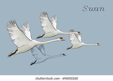 Detail Swan Flying Images Nomer 16