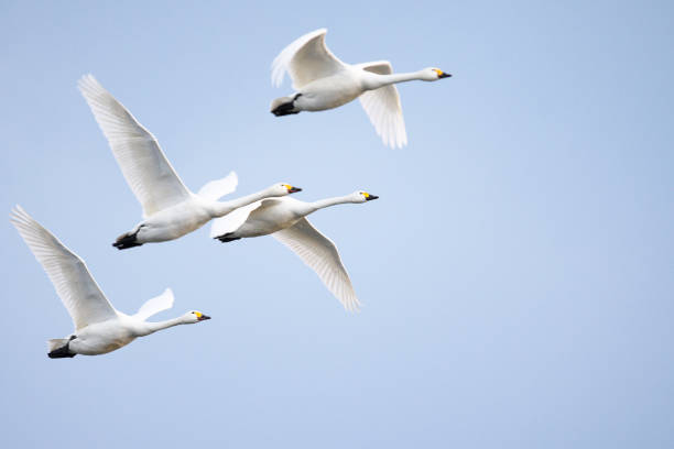 Detail Swan Flying Images Nomer 17