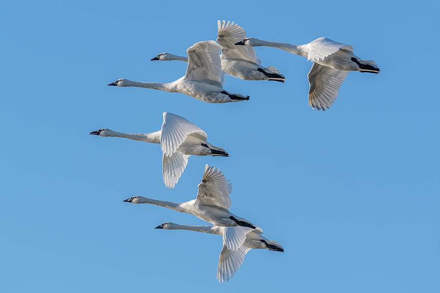 Detail Swan Flying Images Nomer 18