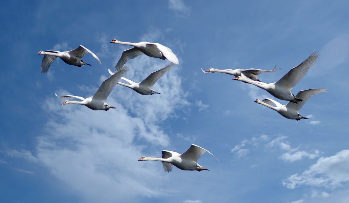 Detail Swan Flying Images Nomer 19