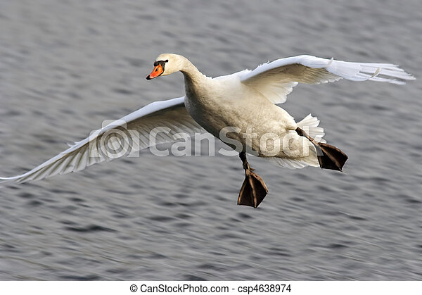 Detail Swan Flying Images Nomer 20