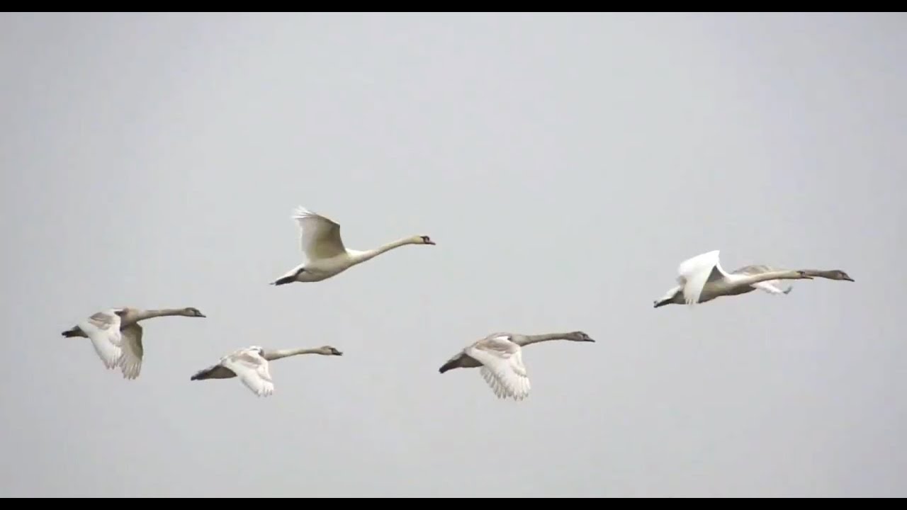 Detail Swan Flying Images Nomer 3
