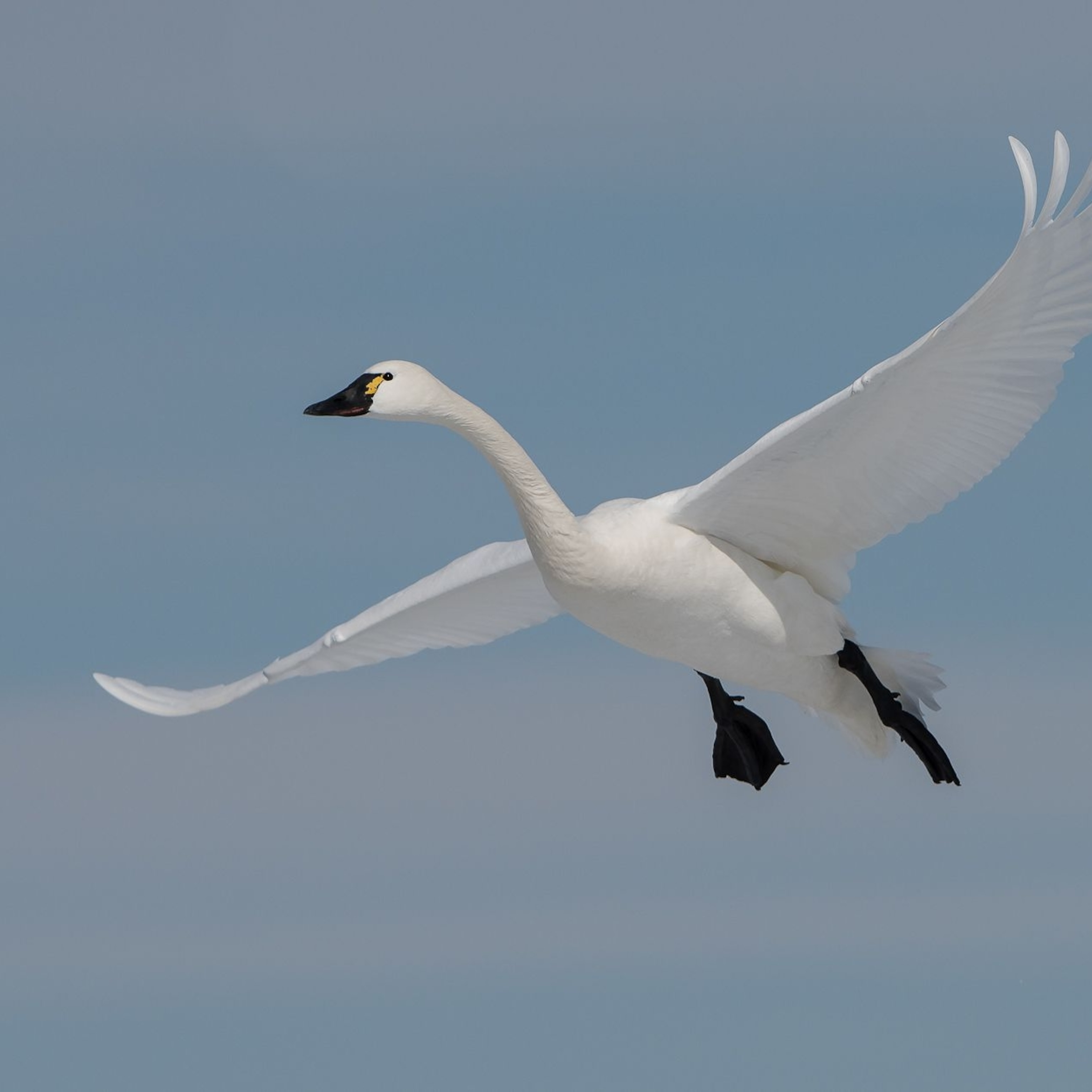 Detail Swan Flying Images Nomer 21