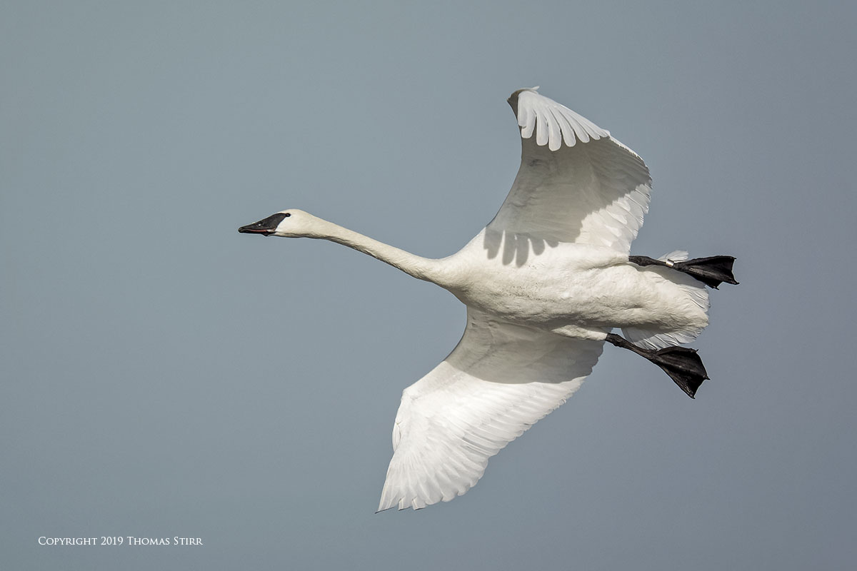 Detail Swan Flying Images Nomer 22