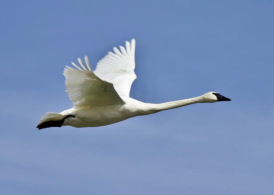 Detail Swan Flying Images Nomer 23