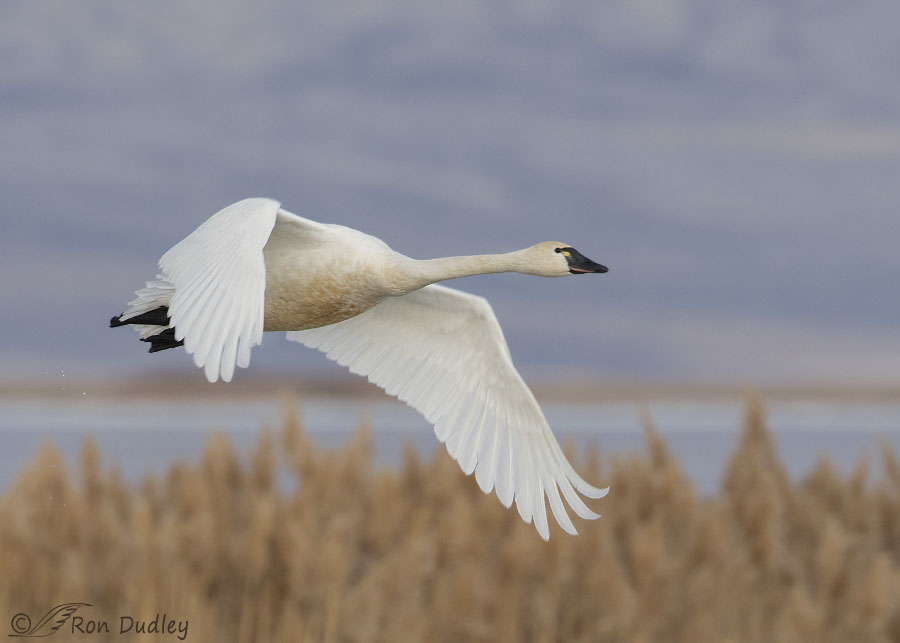 Detail Swan Flying Images Nomer 24