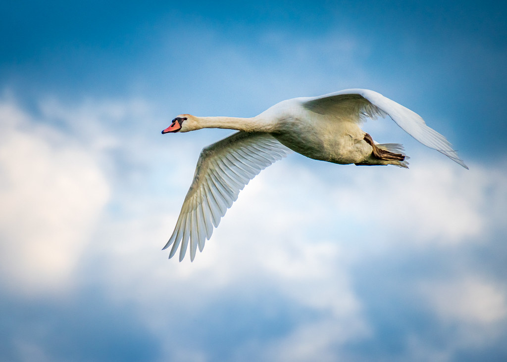 Detail Swan Flying Images Nomer 25