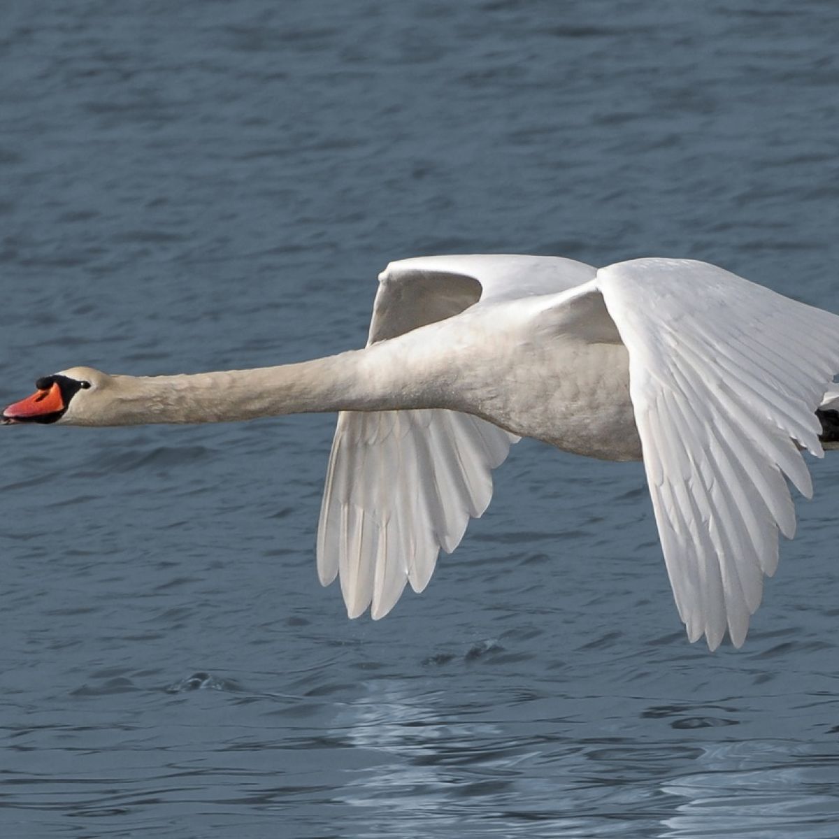 Detail Swan Flying Images Nomer 26