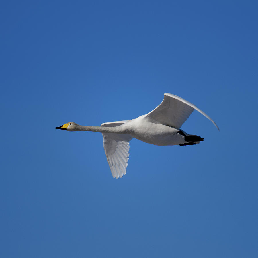 Detail Swan Flying Images Nomer 27