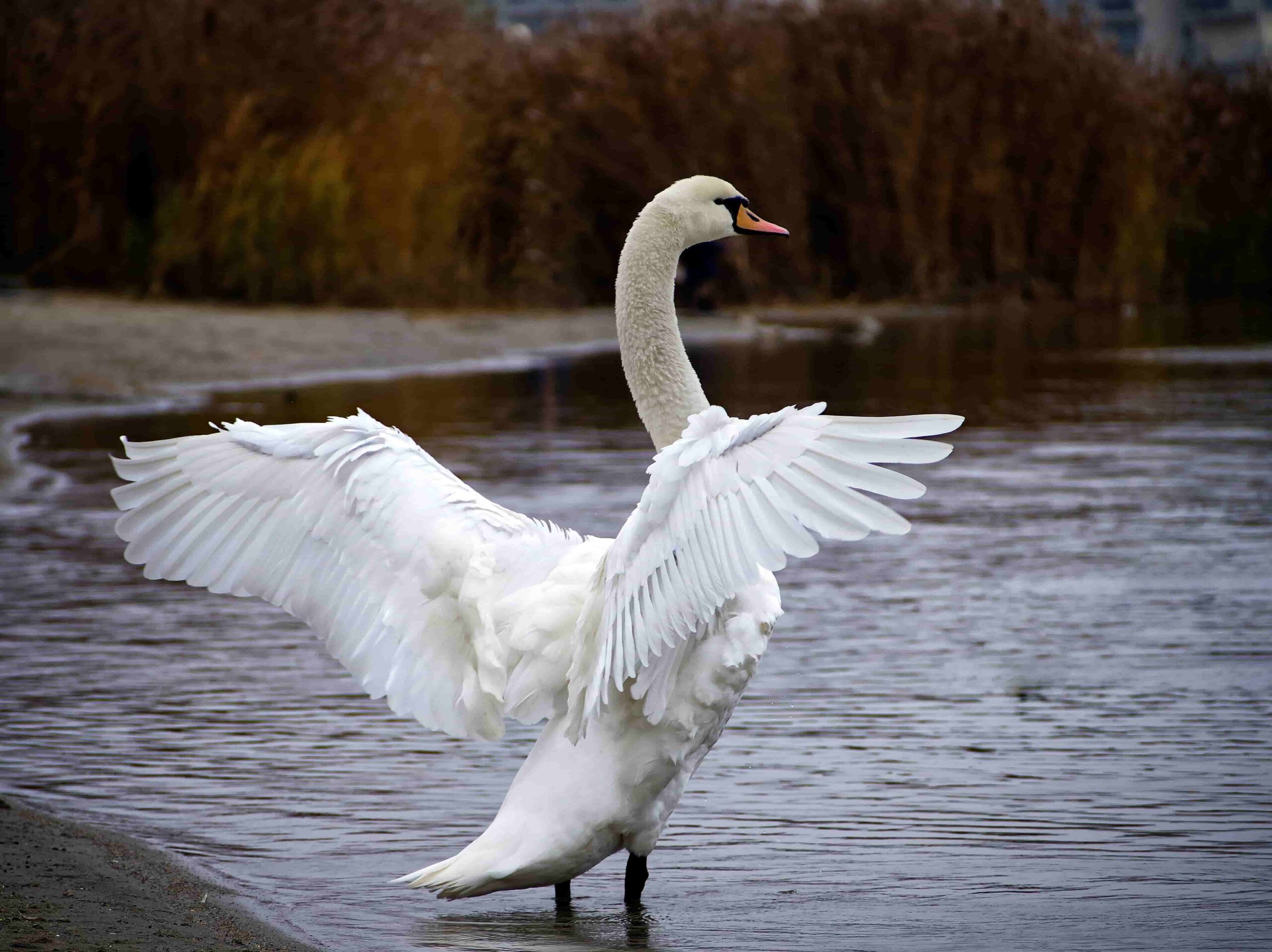 Detail Swan Flying Images Nomer 28