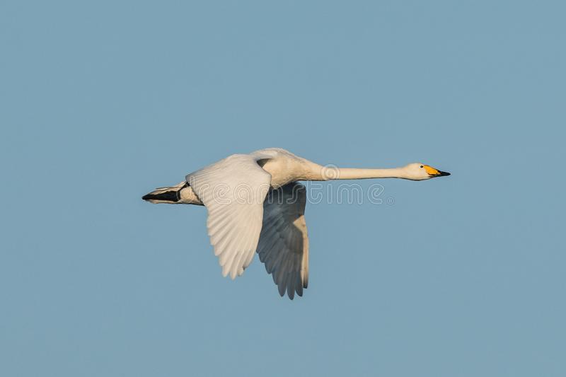 Detail Swan Flying Images Nomer 29