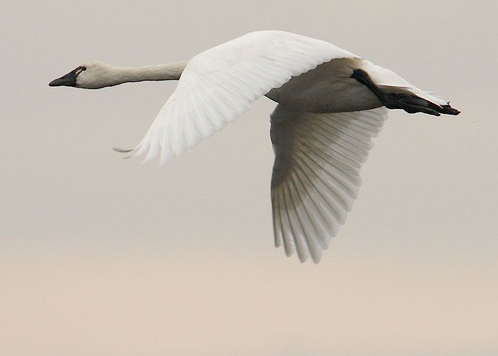 Detail Swan Flying Images Nomer 4
