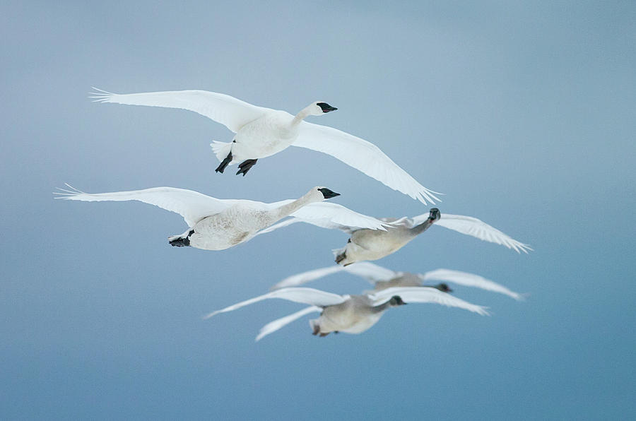 Detail Swan Flying Images Nomer 30