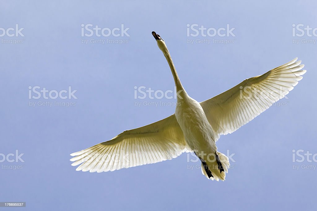 Detail Swan Flying Images Nomer 31