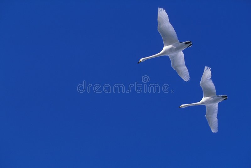Detail Swan Flying Images Nomer 32